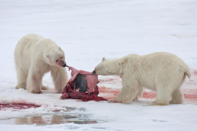 Polar Bears