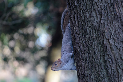 St.Stephens Green Squirrel