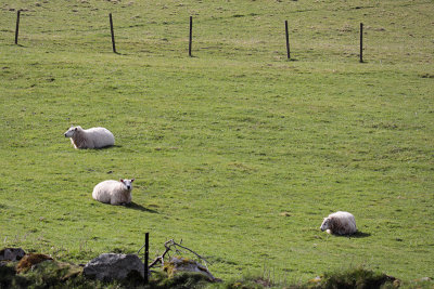 Kilmashogue Sheeps