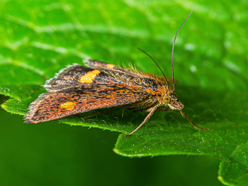 Moth.jpg