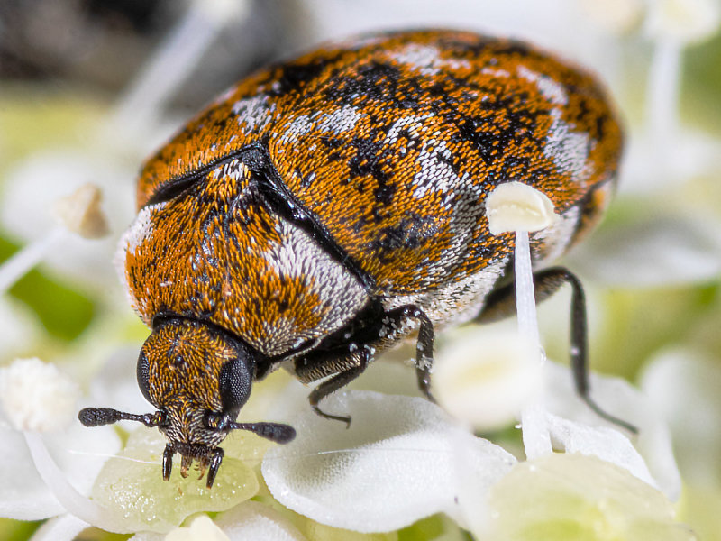 CarpetBeetle.jpg