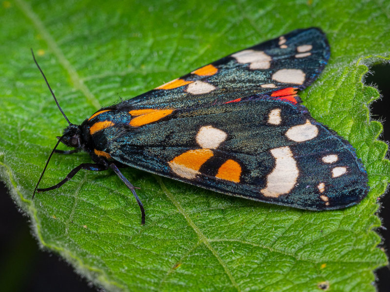 BScarletTigerMothCallimorphadominula.jpg