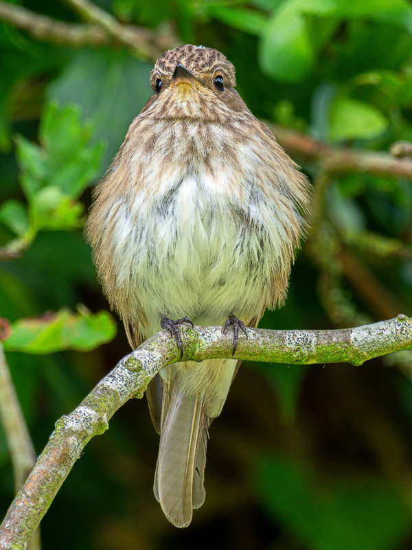 MC20Flycatcher.jpg