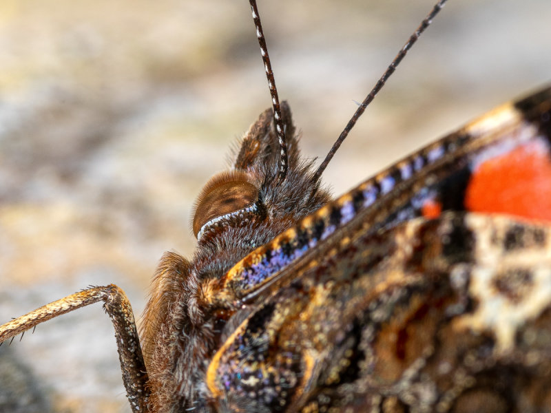 P7095994-Red-Admiral.jpg