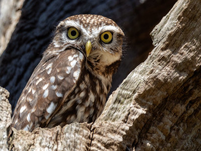 3LittleOwl.jpg