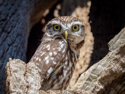 2LittleOwl.jpg