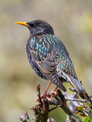 Starling2.jpg