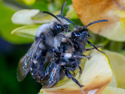 Common_Mourning_Bee_Melecta_albifrons.jpg