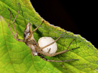 A-Nursery-Web-Spider-Pisaura-mirabilis.jpg