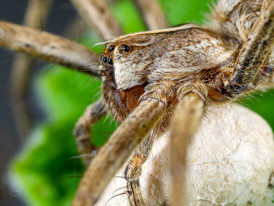 B-Nursery-Web-Spider-Pisaura-mirabilis.jpg