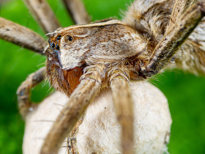 C-Nursery-Web-Spider-Pisaura-mirabilis.jpg