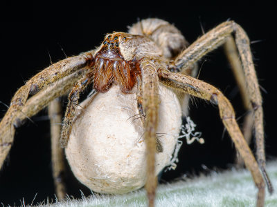 D-Nursery-Web-Spider-Pisaura-mirabilis.jpg