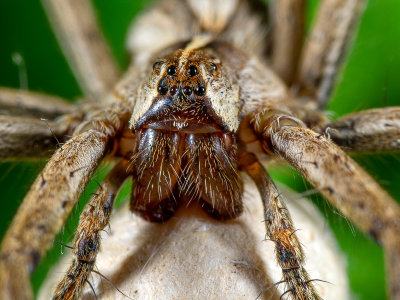 E-Nursery-Web-Spider-Pisaura-mirabilis.jpg