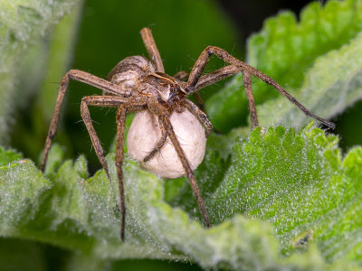 F-Nursery-Web-Spider-Pisaura-mirabilis.jpg