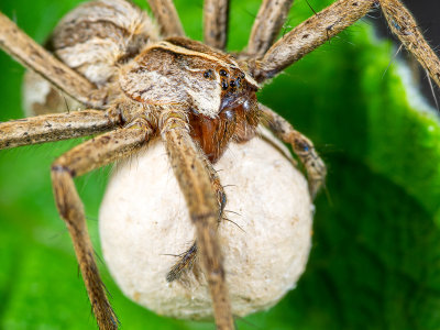 G-Nursery-Web-Spider-Pisaura-mirabilis.jpg