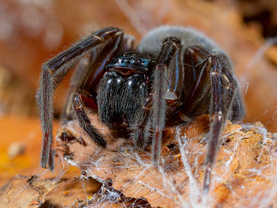 HappySpider1.jpg