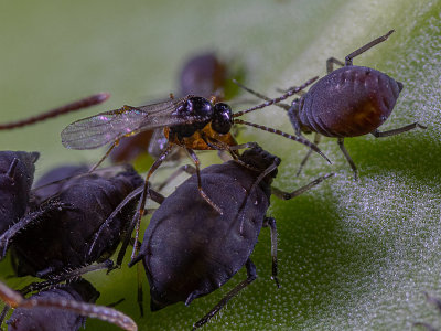 HymenopteraBraconidaeAphidiinae.jpg