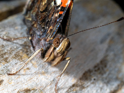 4-Red-Admiral.jpg