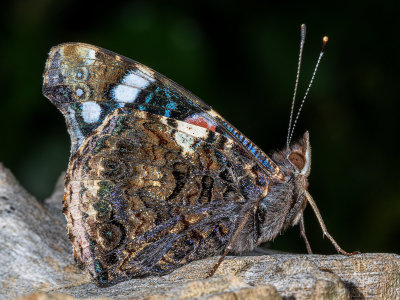 Red-Admiral.jpg