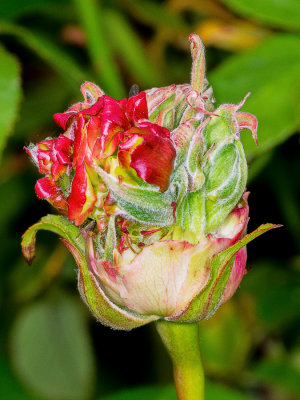 RoseFlowerProliferationbud.jpg