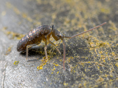 Spring-Springtail.jpg