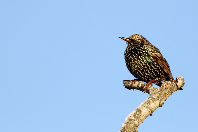 European Starling