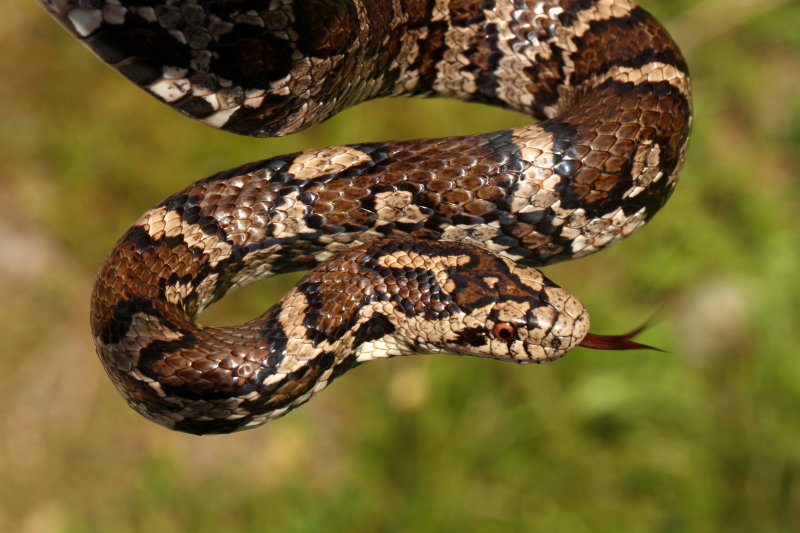 juvenile milksnake juvenile milksnake