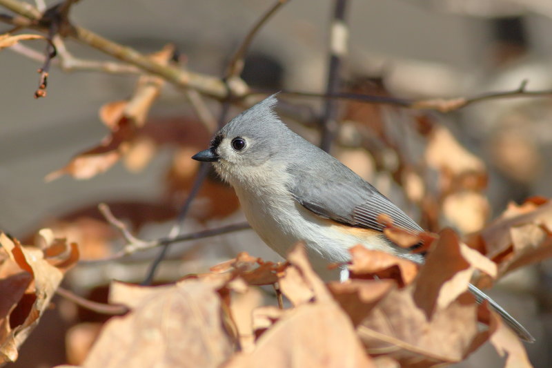Tufted Titmouse