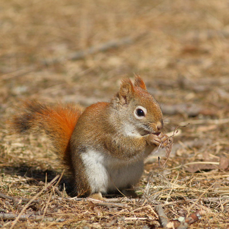 Red Squirrel