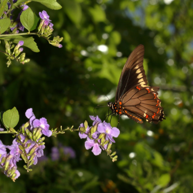 Polydamus Swallowtail