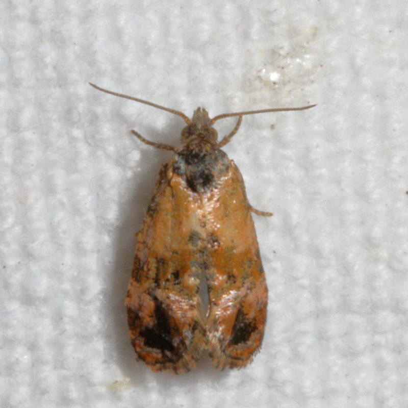Hodges#3776 * Hoffmans Cochlid Moth * Cochylis hoffmanana (T)
