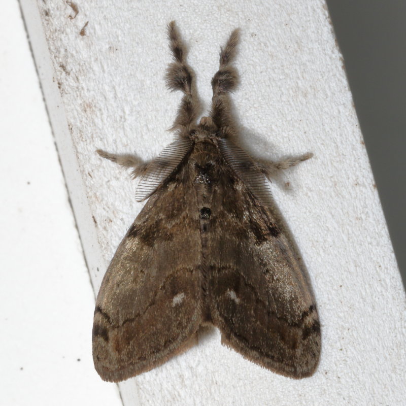 Hodges#8316 * White-marked Tussock Moth * Orgyia leucostigma