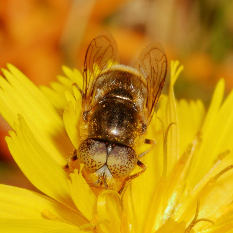 Eristalinus aeneus ♂