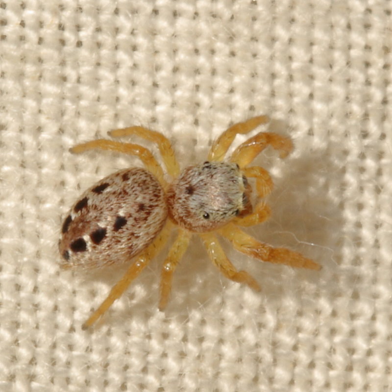 Pelegrina insignis