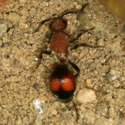 Mutillidae : Velvet  Ants