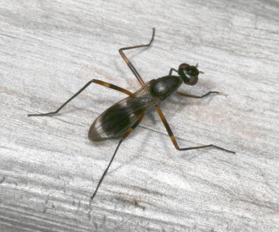 Taeniaptera trivittata