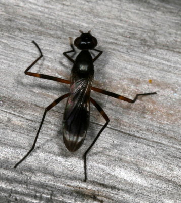 Taeniaptera trivittata
