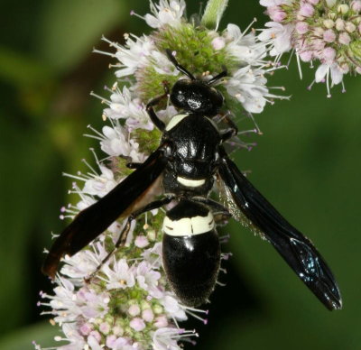 Monobia quadridens