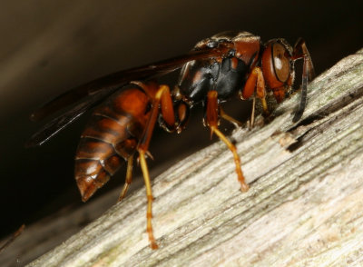 Northern Paper Wasp