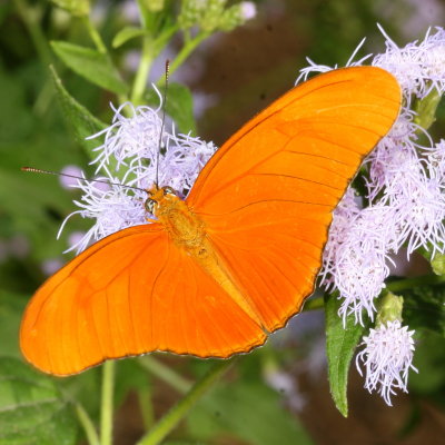 Julia Heliconian ♂