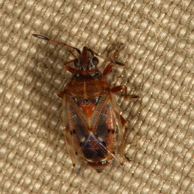 Kleidocerys resedae * Birch Catkin Bug