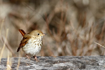 Hermit Thrush