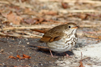 Hermit Thrush