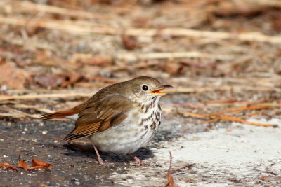 Hermit Thrush