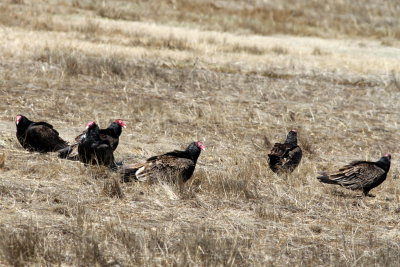 Turkey Vulture