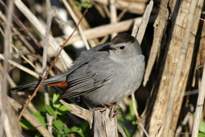 Gray Catbird