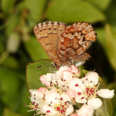 Eastern Pine Elfin