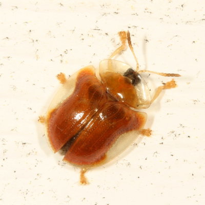 Charidotella purpurata
