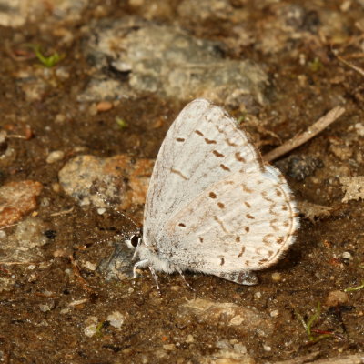 Spring Azure, form violacea