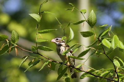 Rose-breasted Grosbeak ♀